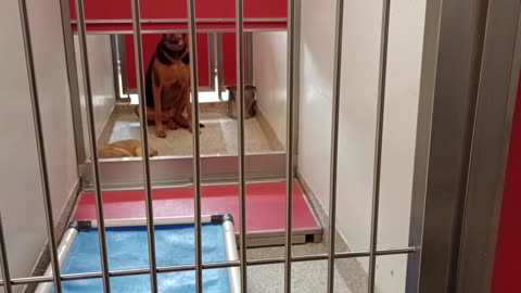 Bellini-tan 2y A867349 Harley 4y A766945 kennel 179 PACC shelter she looks@me ~15 seconds2025827202