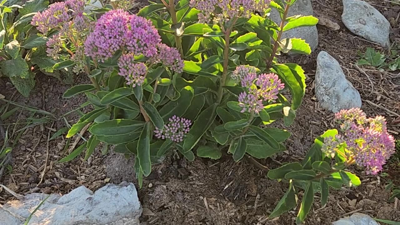 Good Morning Sedum for coffee