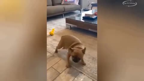 Best funny videos which you won't stop laughing