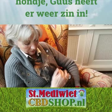 CBD bij ontstekingen, hondje Guus heeft er weer zin in