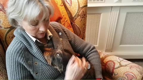 CBD bij ontstekingen, hondje Guus heeft er weer zin in