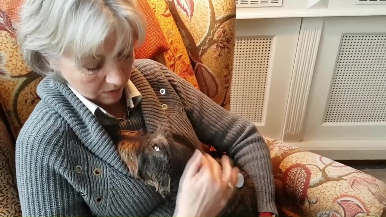 CBD bij ontstekingen, hondje Guus heeft er weer zin in