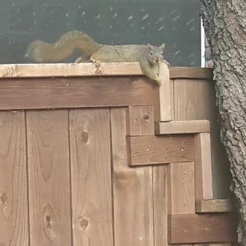 ASMR Squirrel on the Backyard Fence | Calm Neighborhood Wildlife Moment #texas #squirrel #nuts #AMSR