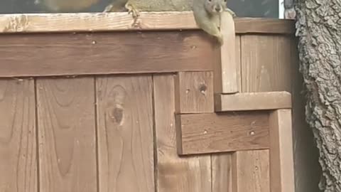 ASMR Squirrel on the Backyard Fence | Calm Neighborhood Wildlife Moment #texas #squirrel #nuts #AMSR