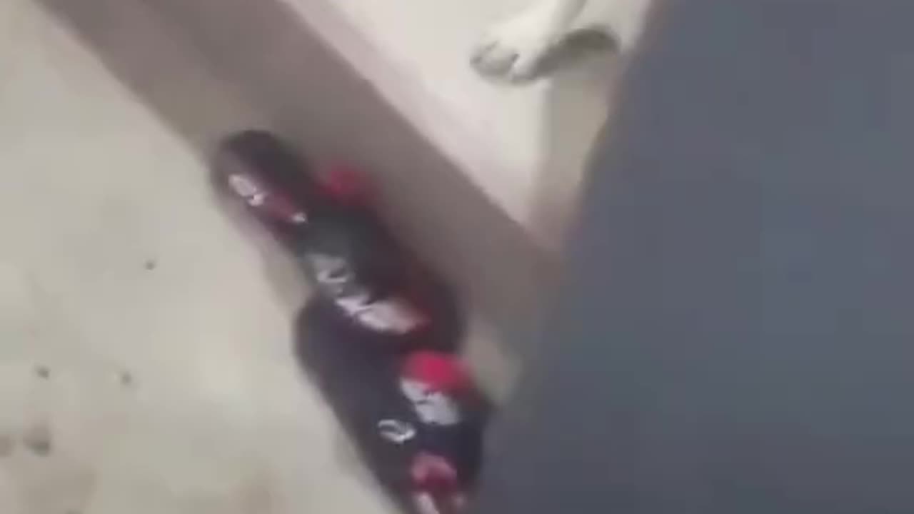 dogs getting scared 😂 funniest reactions ever!