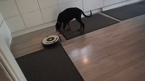Paduko and roomba