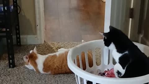 😂😹 Cat's HILARIOUS Surprise Attack! | FunFM