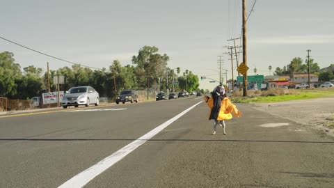 Cat and Dog Take a Road Trip