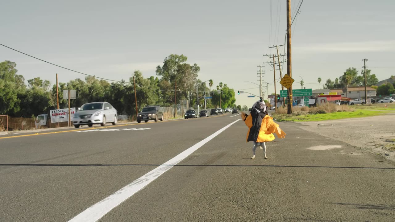 Cat and Dog Take a Road Trip
