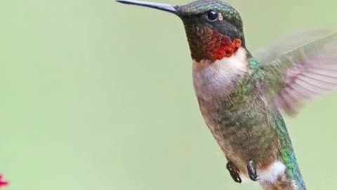 The Bee Hummingbird Quiz