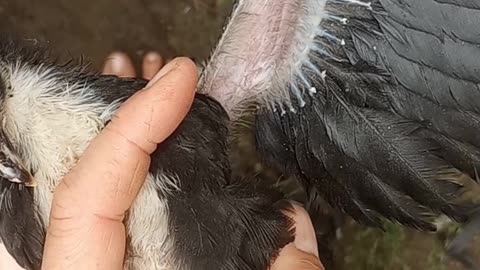 VID SHORT: Where to Pinion Bird Wings