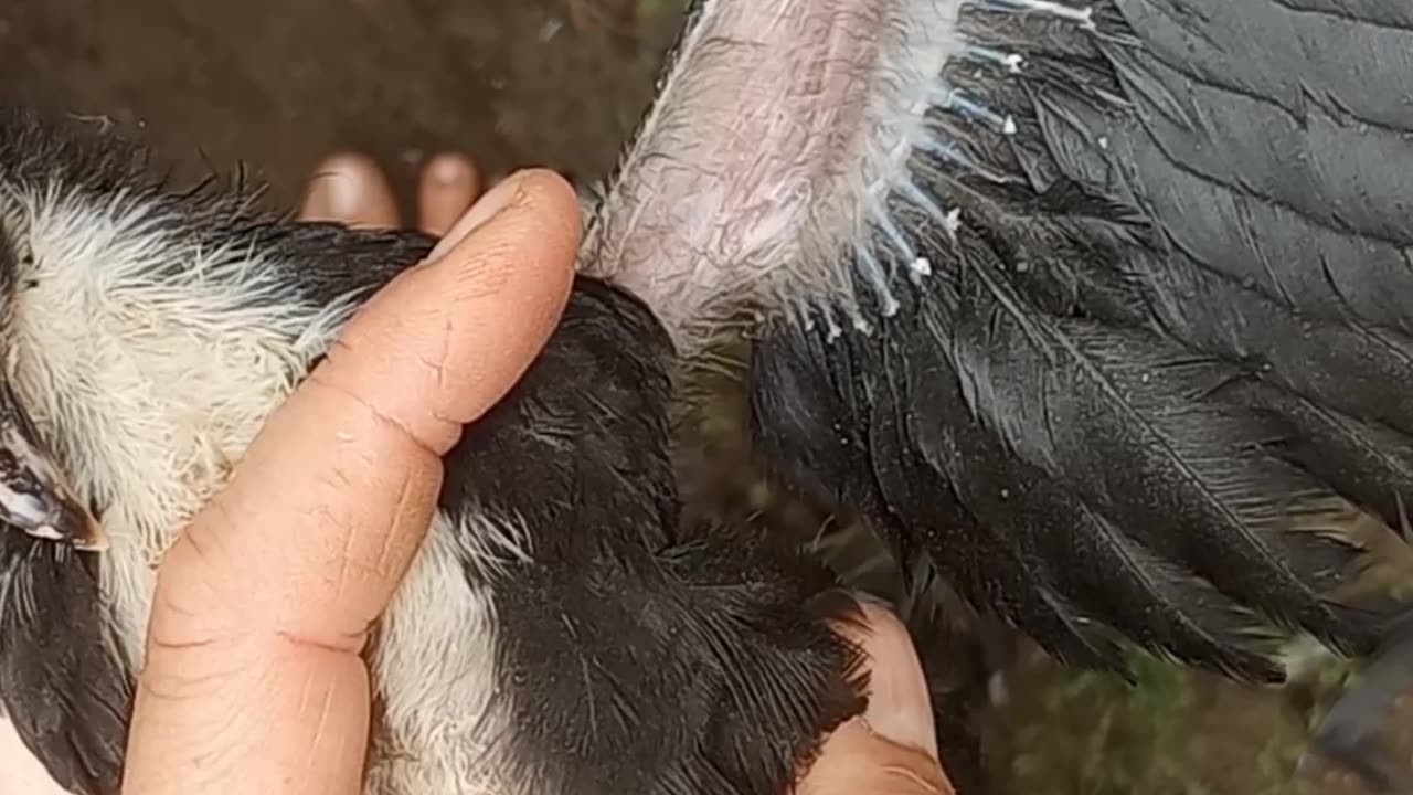 VID SHORT: Where to Pinion Bird Wings