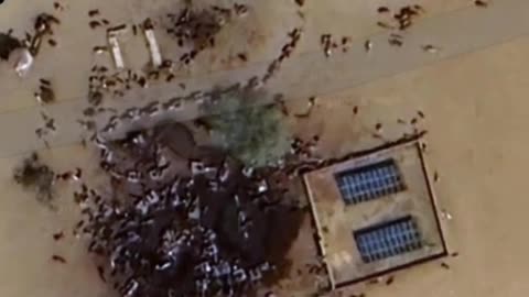 The violence against Christians in North east Africa