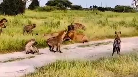 Viral: The Lion King arrives SCARFACE #trending #wildlife #animals #youtubeshort