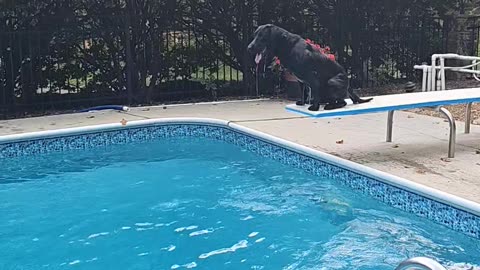 Lab Loves Labor Day Diving