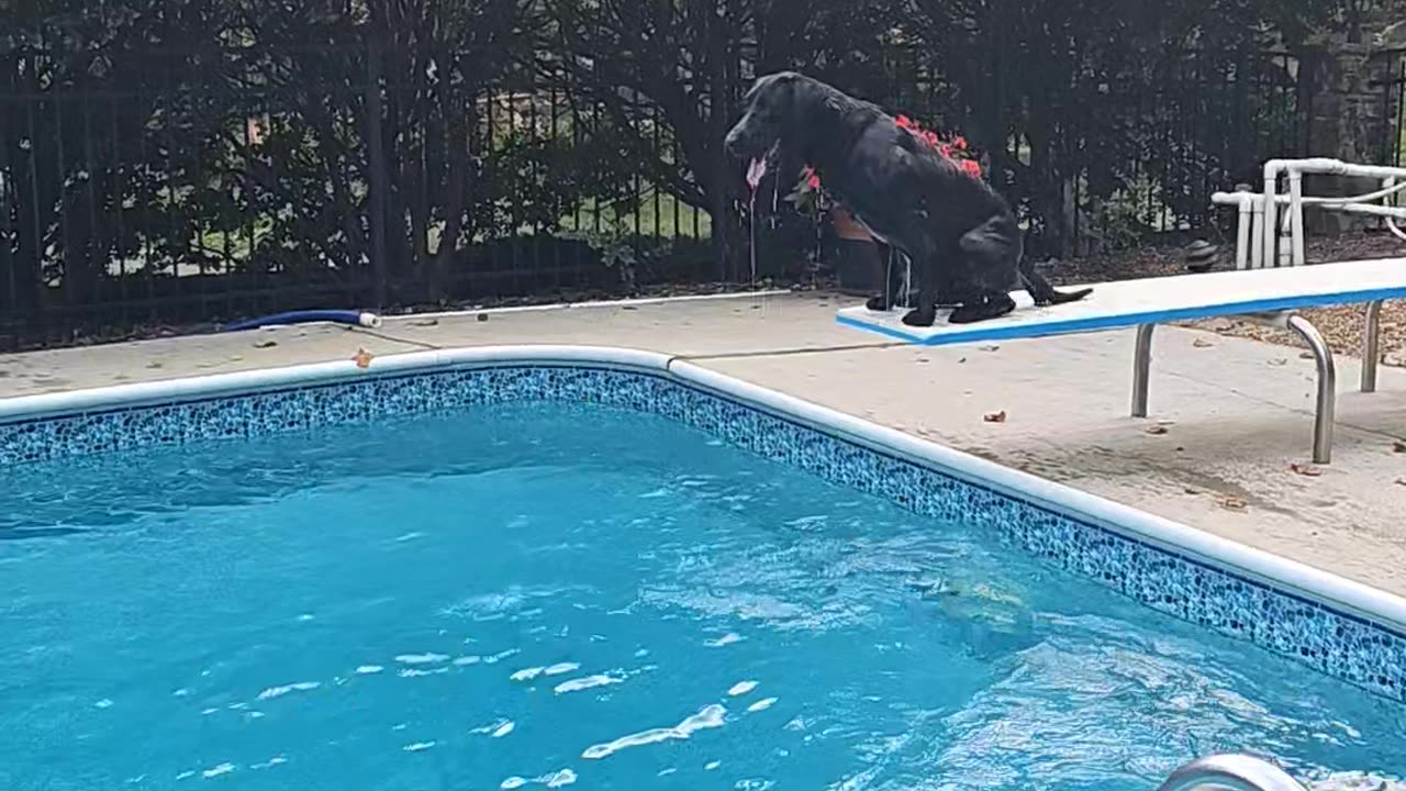 Lab Loves Labor Day Diving