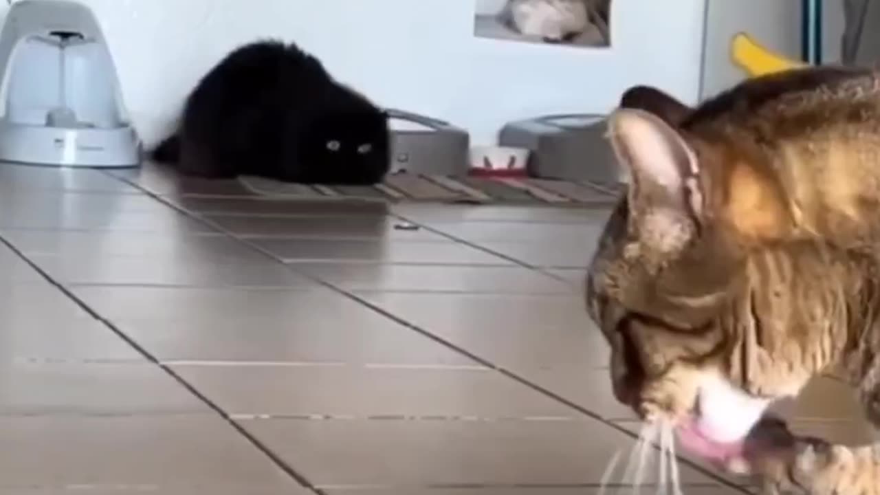 Chonky Cat vs Small Spaces | Funniest Fail Ever π±π