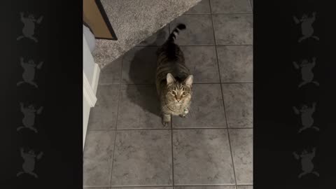 Funny Cats Talking Like Humans!!