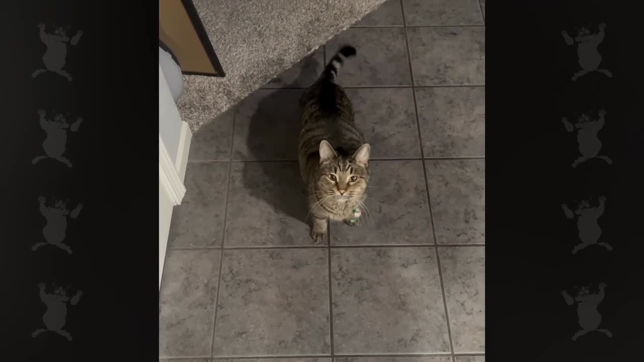 Funny Cats Talking Like Humans!!
