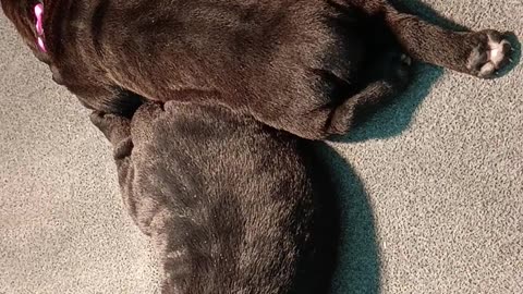 Cane Corso Pups Warhammer's Luxor X Warhammer's Warlock