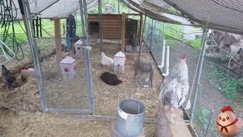 Chicken Live Stream