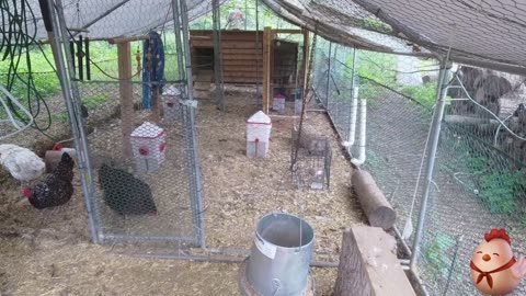 Chicken Live Stream