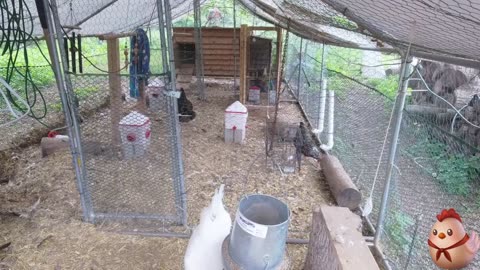 Chicken Live Stream