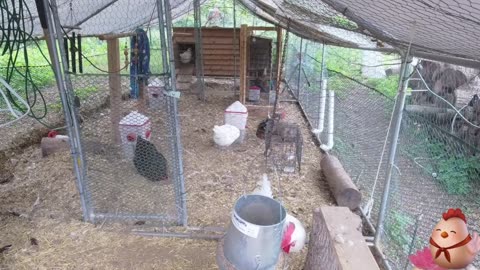 Chicken Live Stream