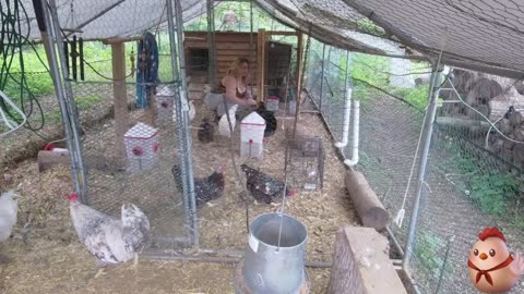 Chicken Live Stream