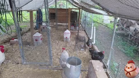 Chicken Live Stream