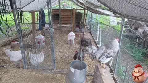Chicken Live Stream