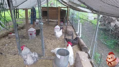 Chicken Live Stream