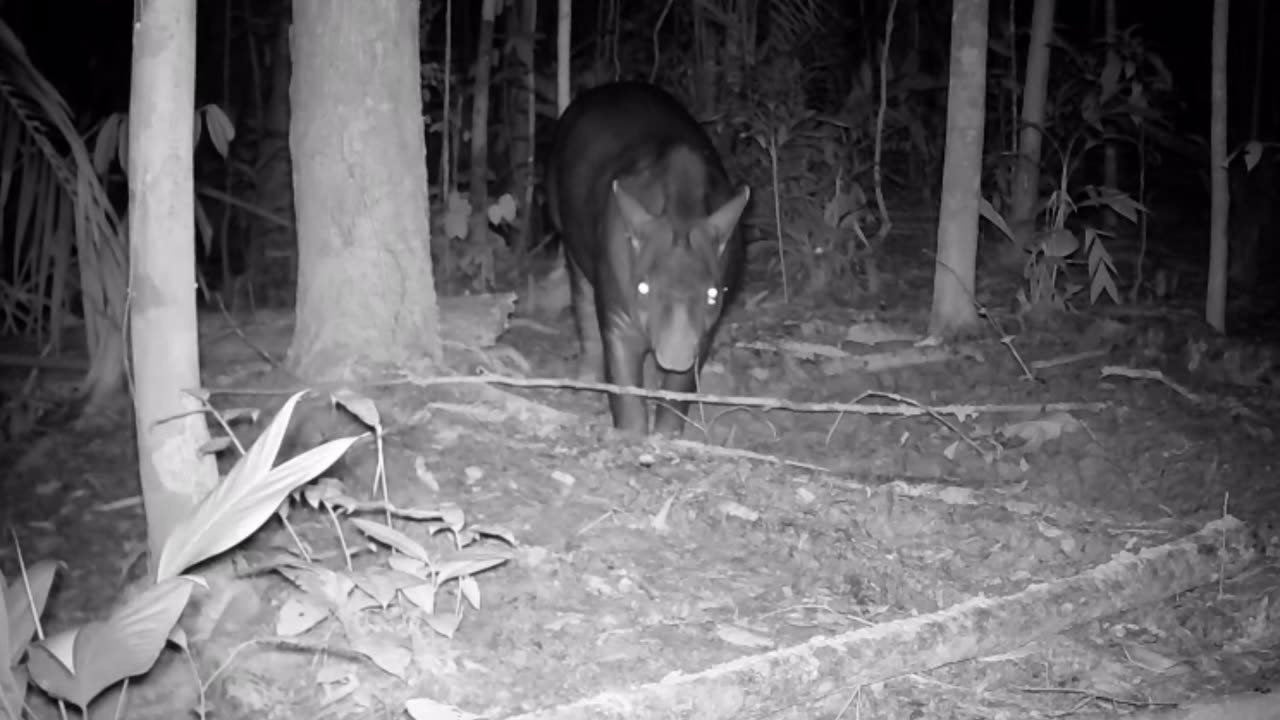 ANIMAL / HUNTING CAMERA RECORDS A TAPIR