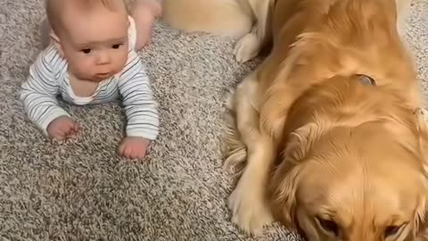 Dogs with baby