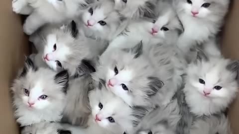 Cute cat lovers