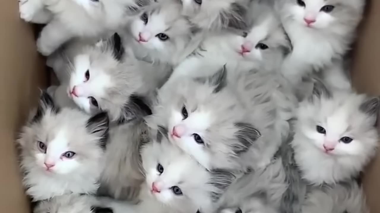 Cute cat lovers