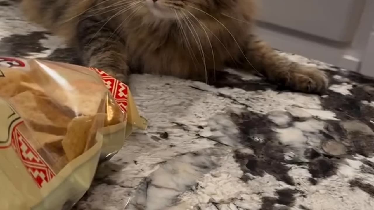 Cat Stares at Wolf Print T-Shirt