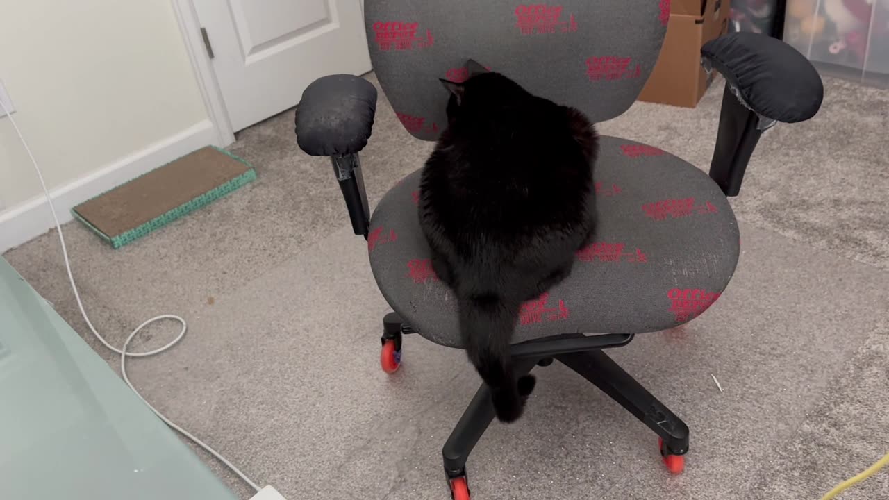 Cute Precious Piper Does Her Chair Exercise - Adopting a Cat from a Shelter Vlog