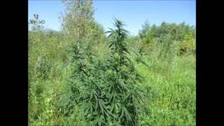 A Bridge Of Friends Cannabis Aug 2024
