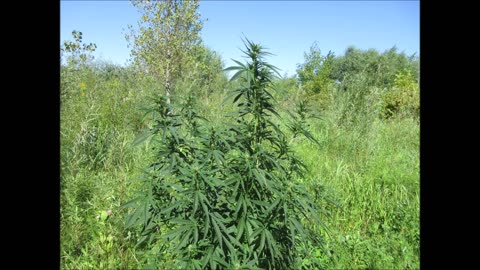 A Bridge Of Friends Cannabis Aug 2024