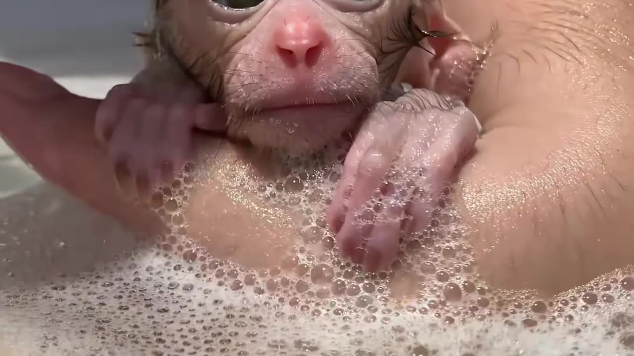 Baby Monkey Takes a Bath