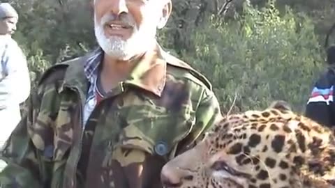 Leopard killed by dogs