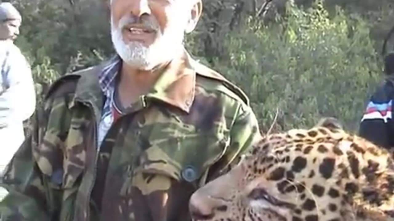 Leopard killed by dogs