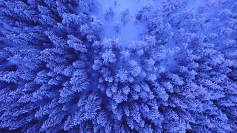Snowy Trees Winter Sounds | Best Ambient Sounds for Snow-Covered Forests & Winter Scenes