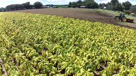 Tobacco field