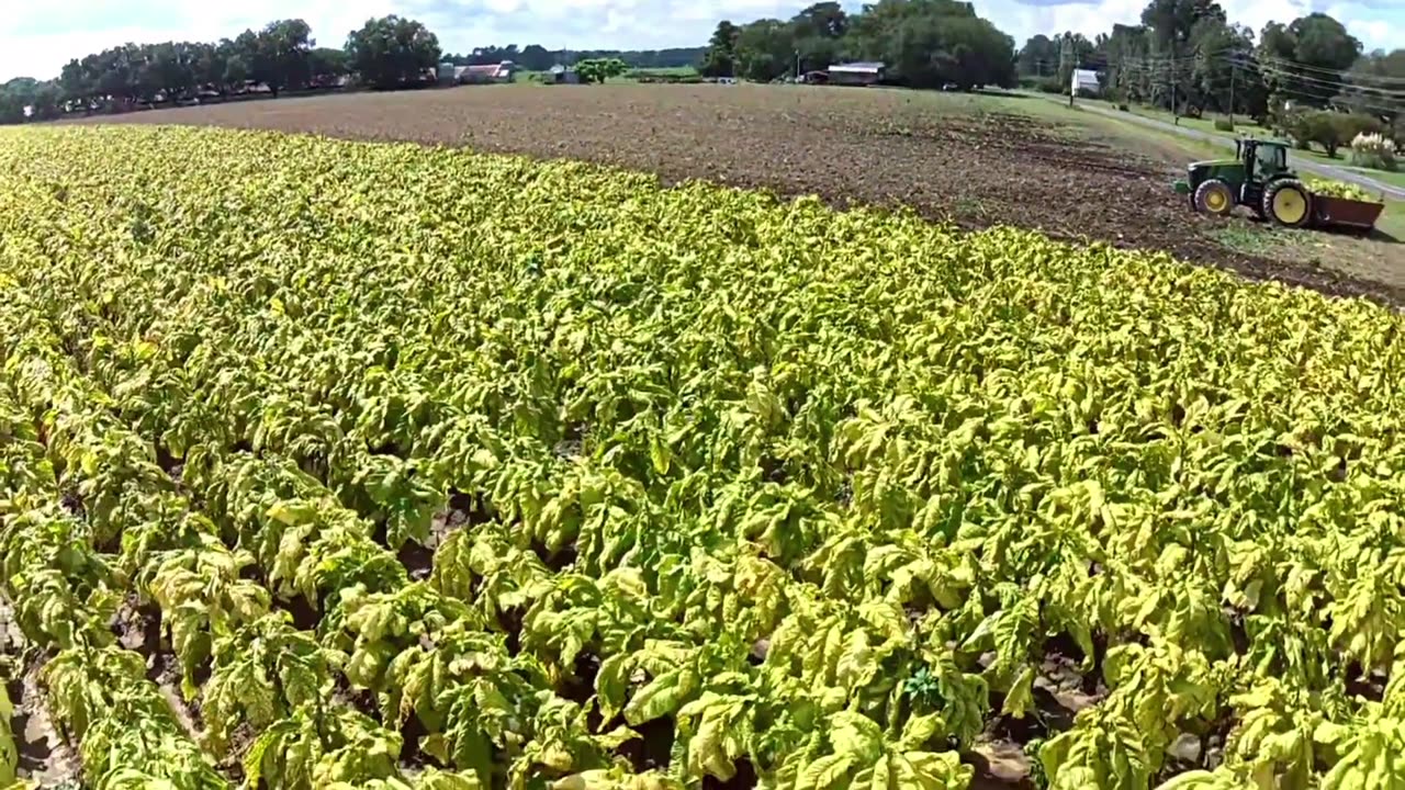 Tobacco field