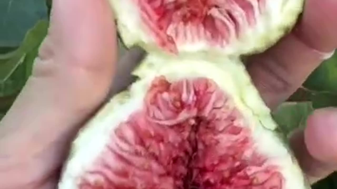 Winter Superfood: Fig Benefits! ❄️🌿