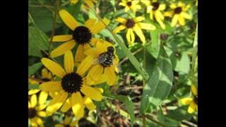 Dreamy Black Eyed Susan Aug 2024