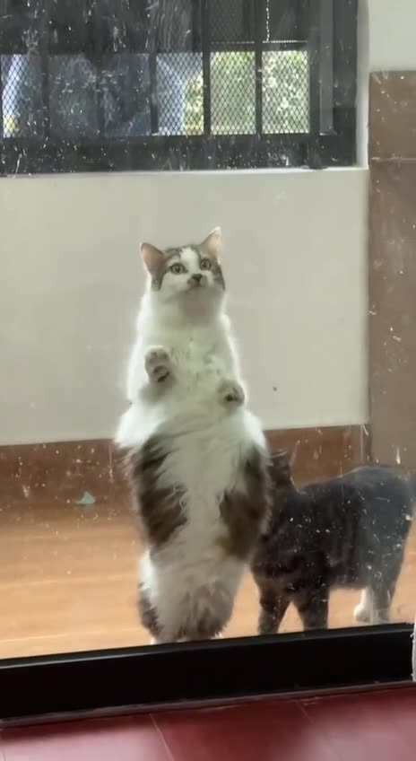 Please adopt us as well 🤣