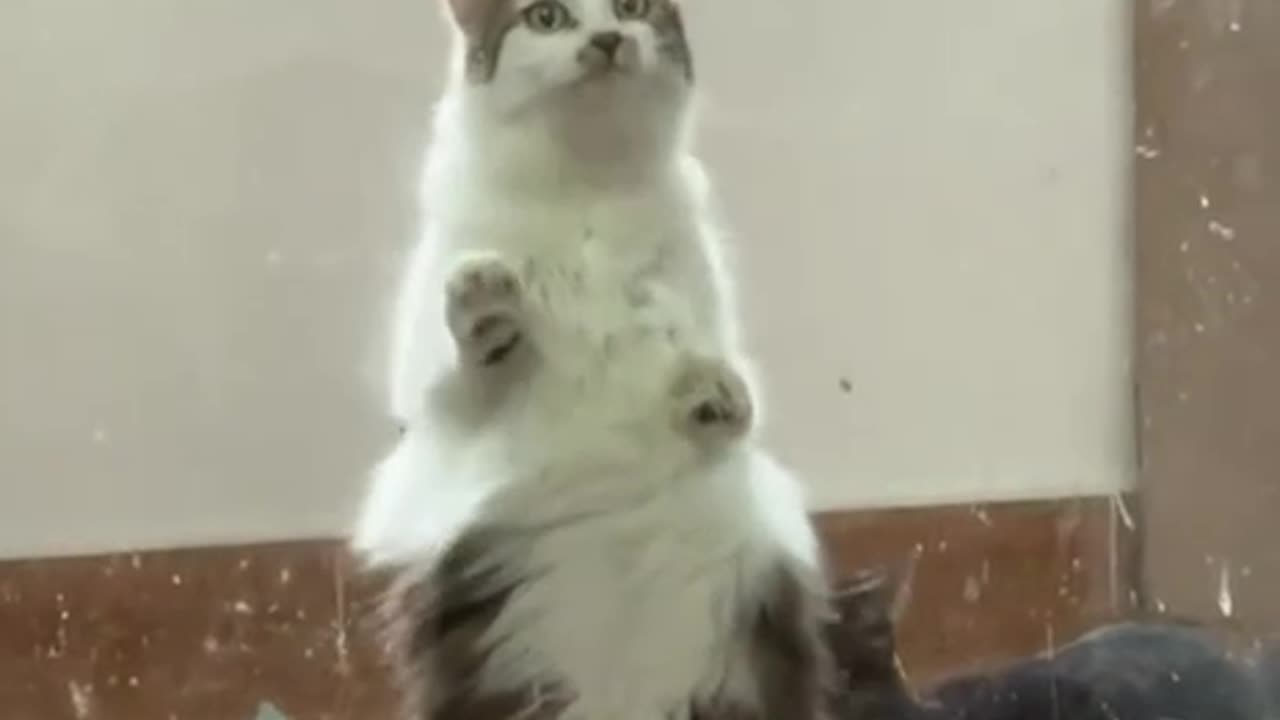 Please adopt us as well 🤣